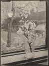 Okno mého atelieru [Josef Sudek (1896-1976)]