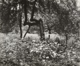Opuštěná zahrada [Jan Lauschmann (1901-1991)]