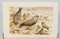 Die Schöpfung der Tierwelt [Wilhelm Haacke (1855-1912)]