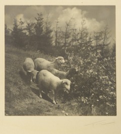 Landscape (with sheep) [Jaromír Funke (1896-1945)]