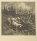 Krajina (s ovcemi) [Jaromír Funke (1896-1945)]
