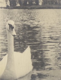 Swan [Miroslav Hák (1911-1978)]