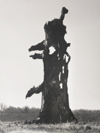 Aus dem Zyklus Die Botschaft der Bäume (Bäume sterben im Stehen) [Vilém Reichmann (1908-1991)]