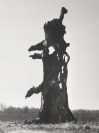 Ze souboru Poselství stromů (Stromy umírají ve stoje) [Vilém Reichmann (1908-1991)]