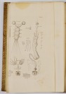 Bibel der Natur [Johann Swammerdam (1637-1680)]