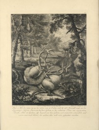 Deer [Martin Elias Ridinger (1730-1781)]