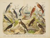 Naturgeschichte der Vögel [E. F. A. Kolb]