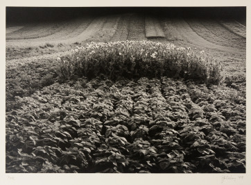 Field [Zdeněk Halámek (1943)]