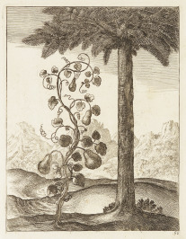 Illustrationen zu den Fabeln von Aesop [Wenceslaus Hollar (1607-1677)]