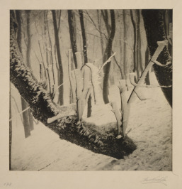 Zima v lese [Hans Kuschela]