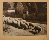 Ovce jdoucí na pastvu []