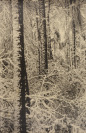 Zima v lese [Rudolf Paďouk (1876-1957)]