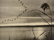 Wild Geese [Sláva Štochl (1913-1990)]