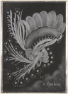 Zwei Zeichnungen - Blüten [Cecilie Marková (1911-1998)]