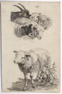 4 zoologické ilustrace [Neznámý autor Paulus Potter (1625-1654)]