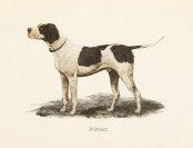 Chov a cvičení psů stavěcích (ZUCHT UND AUSBILDUNG VON JAGDHUNDEN) [Karel Hrubý (1845-1907)]