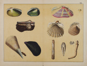 A Collection of Thirty Lithographic Plates [Unknown author]