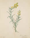 Herbarium [Unbekannter Künstler]