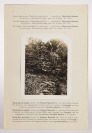 Flora Photographica I and II [Karel Domin (1882-1953)]