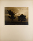 Two Pine Trees [Josef Sudek (1896-1976)]