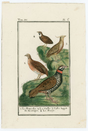 A Collection of Engravings with Animal Motifs [Georges-Louis Leclerc de Buffon (1707-1788)]