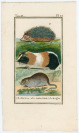 Kollektion von Stichen mit Tierthematik [Georges-Louis Leclerc de Buffon (1707-1788)]