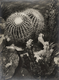 Cactuses from the album Moderní česká fotografie [Josef Ehm (1909-1989)]