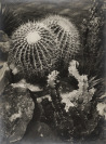 Kaktusy z alba Moderní česká fotografie [Josef Ehm (1909-1989)]