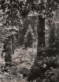 Dobroč Forest [Rudolf Janda (1907-2000)]