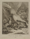 Roth oder brand Füchse [Johann Elias Ridinger (1698-1767)]
