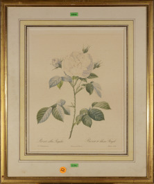 Zwei botanische Motive (Rosa alba Regalis, Rosa Campanulata alba) [Pierre- Joseph Redouté (1759-1840)]