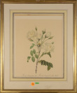 Zwei botanische Motive (Rosa alba Regalis, Rosa Campanulata alba) [Pierre- Joseph Redouté (1759-1840)]