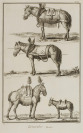 Harnesses and Saddles [Denis Diderot (1713-1784)]