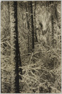 Zima v lese [Rudolf Paďouk (1876-1957)]
