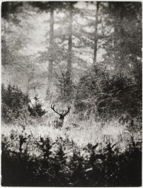Deer [Sláva Štochl (1913-1990)]