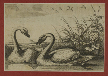 Two Swans [Václav Hollar (1607-1677), Francis Barlow (1626-1702)]