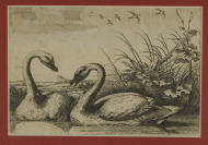 Dvě labutě [Václav Hollar (1607-1677) Francis Barlow (1626-1702)]