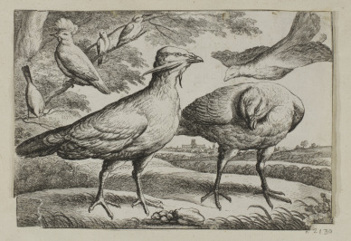 Dvojice leptů s ptáky [Václav Hollar (1607-1677), Francis Barlow (1626-1702)]