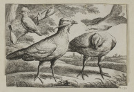 Dvojice leptů s ptáky [Václav Hollar (1607-1677) Francis Barlow (1626-1702)]