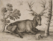 Hirsch [Wenceslaus Hollar (1607-1677) Albrecht Dürer (1471-1528)]