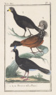 Tři konvoluty tisků se zvířecí tematikou [Georges-Louis Leclerc de Buffon (1707-1788)]