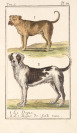 Drei Konvolute von Drucken mit Tiermotiven [Georges-Louis Leclerc de Buffon (1707-1788)]