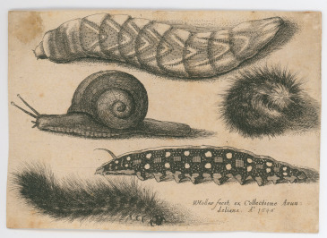 Four Caterpillars and a Snail [Václav Hollar (1607-1677)]