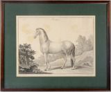 Kůň [Carl Moritz Berggold (1759-1814)]